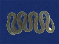 藏品(青蛇)的圖片